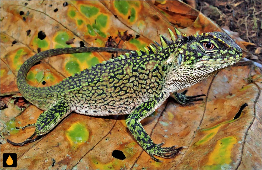 Enyalioides binzayedi