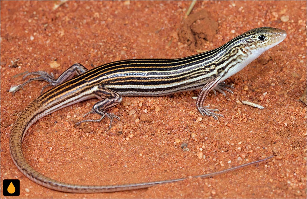 گوش‌شانه‌ای چهارده‌خط