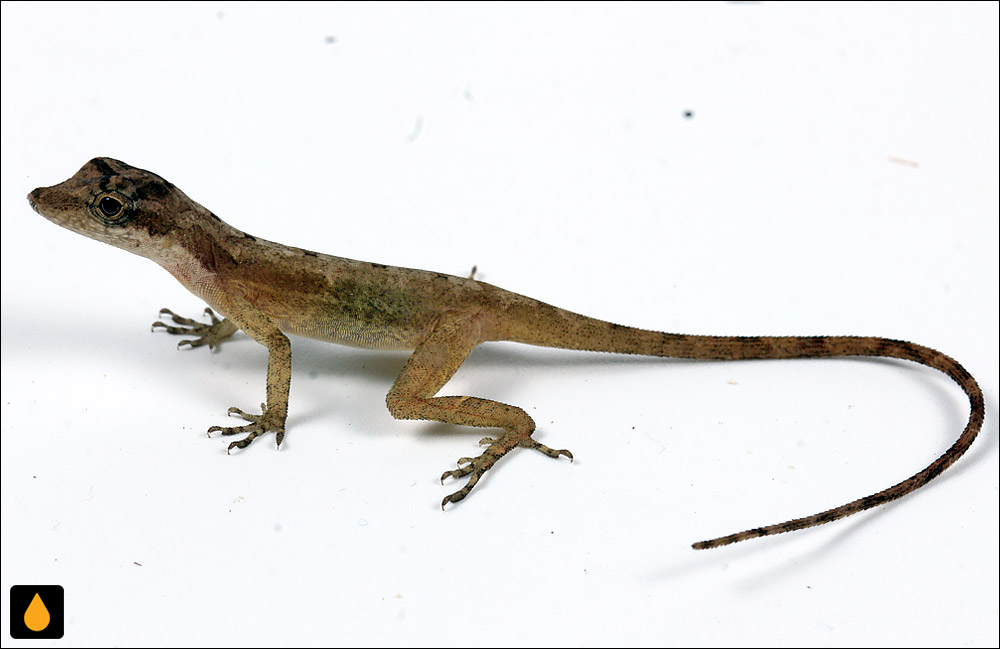 آنول رودریگز