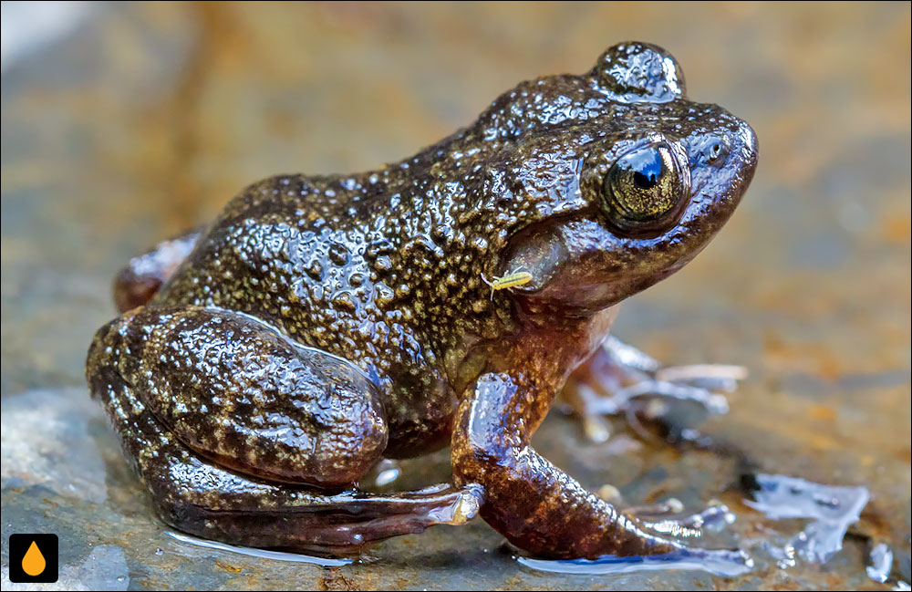 Mantidactylus pauliani