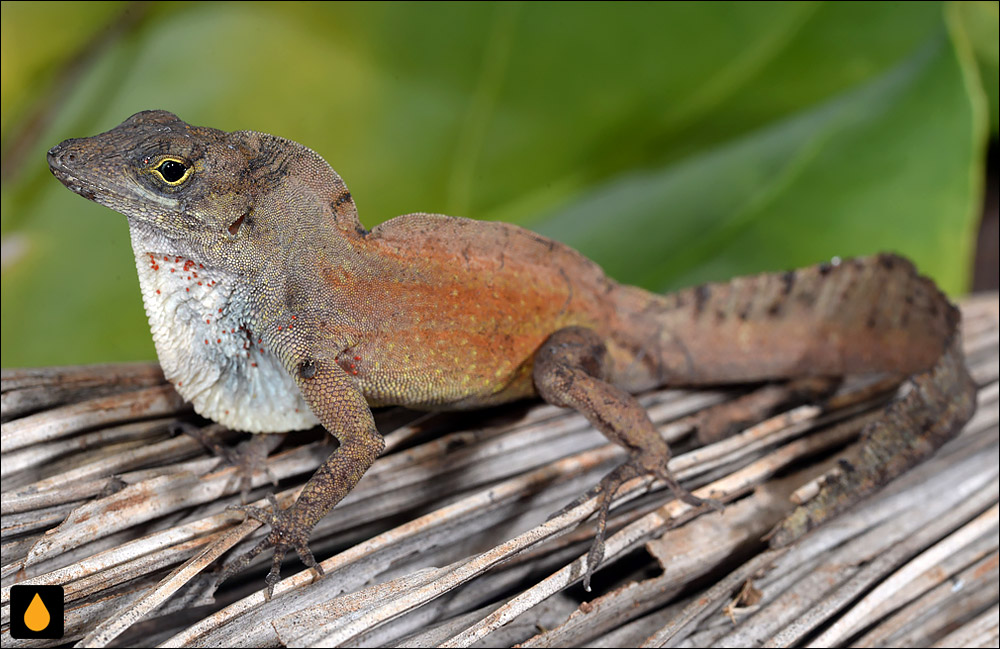 آنول هاوانا (آنول سفیدبادبزن کوبایی)