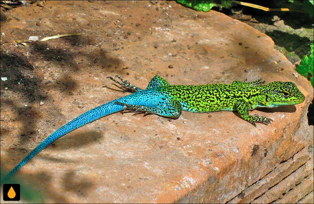 ایگوآنای درختی لاغر (مارمولک هموارگلوی سبزآبی)