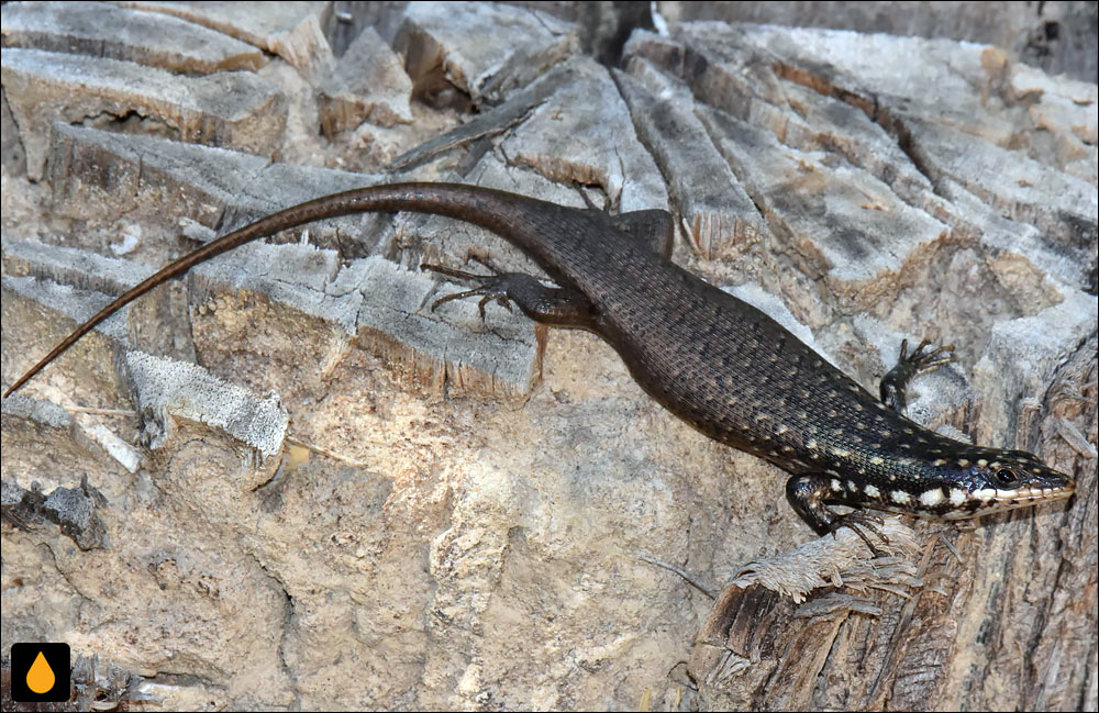 مابویای خال‌طلایی