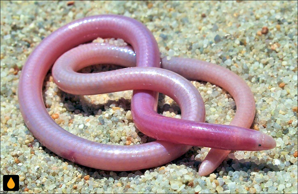 سقنقور بی‌پای کور صورتی