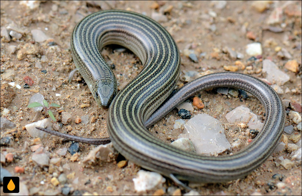 سقنقور سه‌انگشت غربی