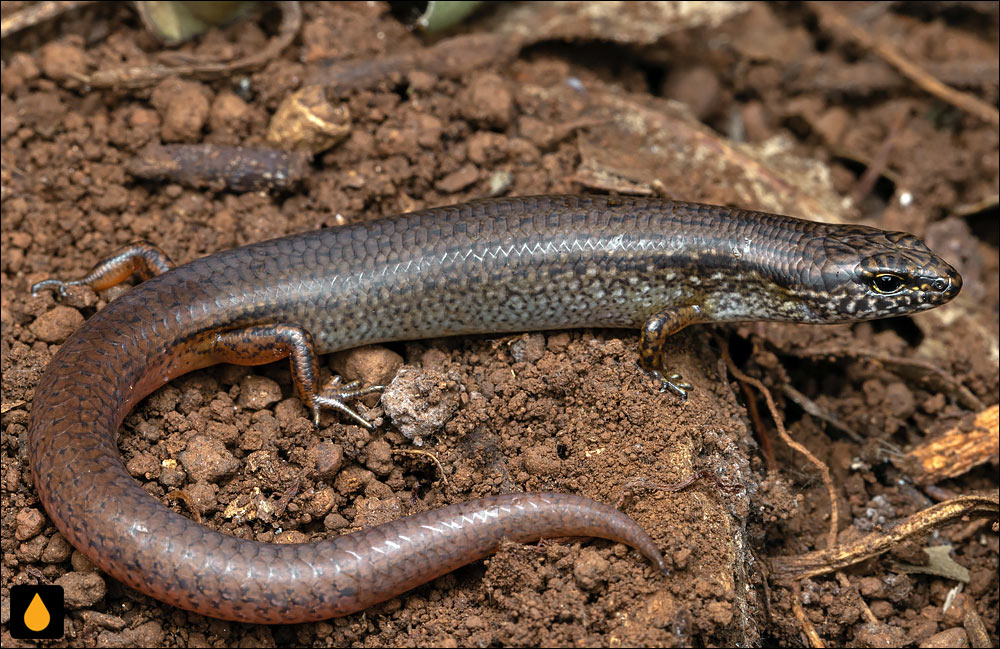 کالیپتوتیس پوزه‌سپرچه‌ای