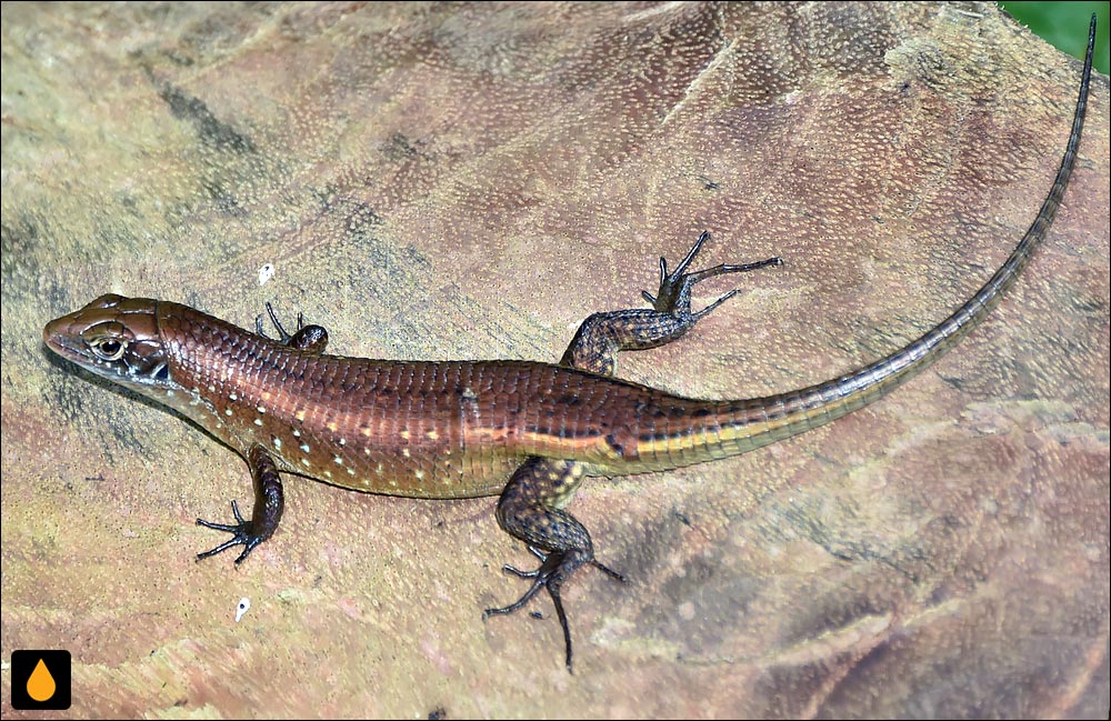 Zonosaurus subunicolor