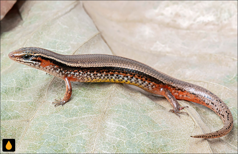 سقنقور خمشپذیر باورینگ