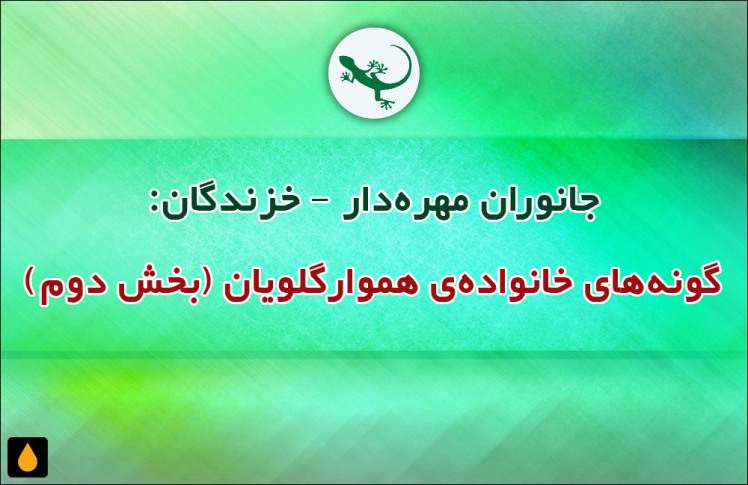 جانوران مهره‌دار - خزندگان: گونه‌های خانواده‌ی هموارگلویان (بخش دوم)