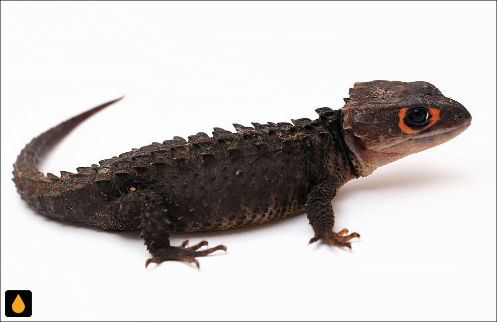 سقنقور تمساح چشم‌سرخ