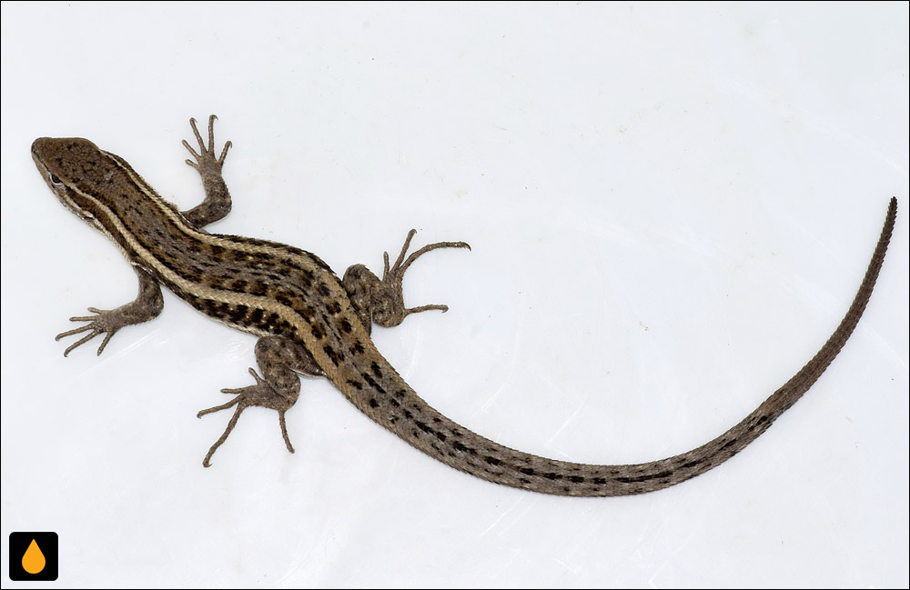 مارمولک تاندیلیا