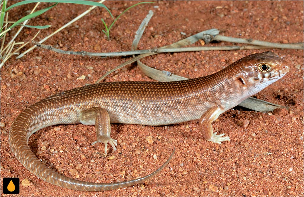 سقنقور شب (سقنقور بیابانی شب‌زی)