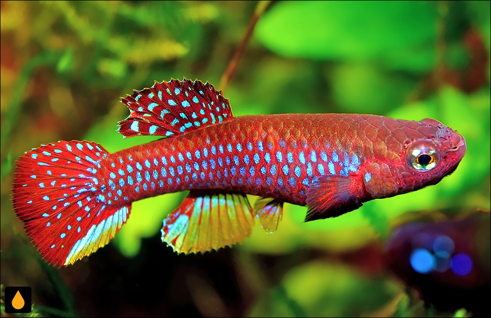 Aphyosemion georgiae