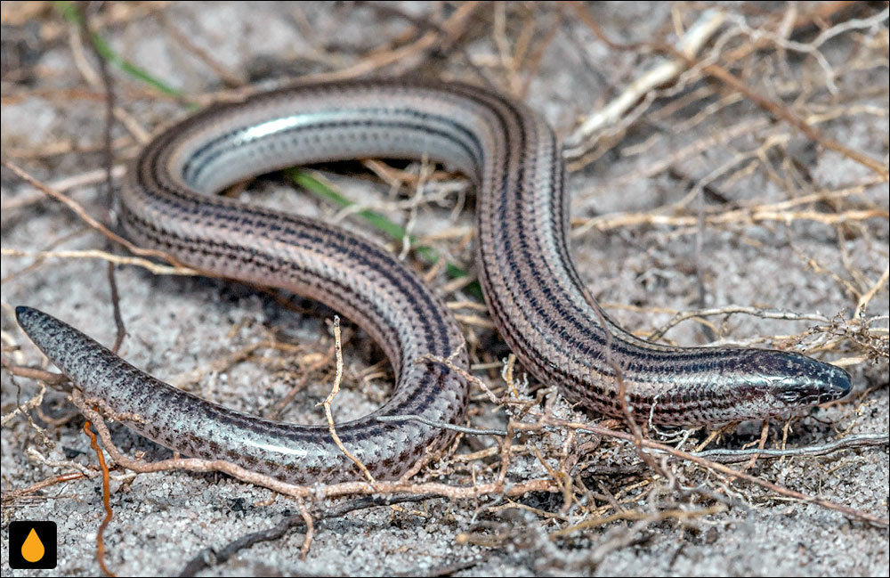 سقنقور دالانساز کوتولهی زولولند