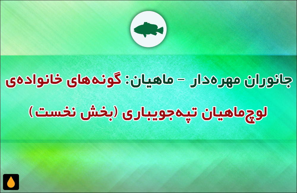 جانوران مهره‌دار - ماهیان: گونه‌های خانواده‌ی لوچ‌ماهیان تپه‌جویباری (بخش نخست)