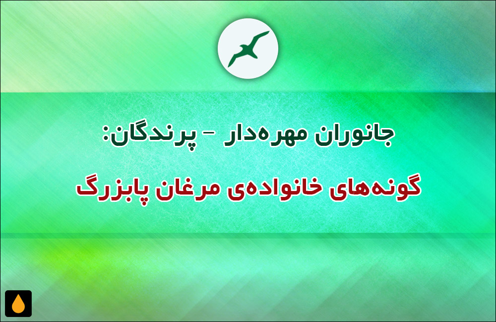 جانوران مهره‌دار - پرندگان: گونه‌های خانواده‌ی مرغان پابزرگ