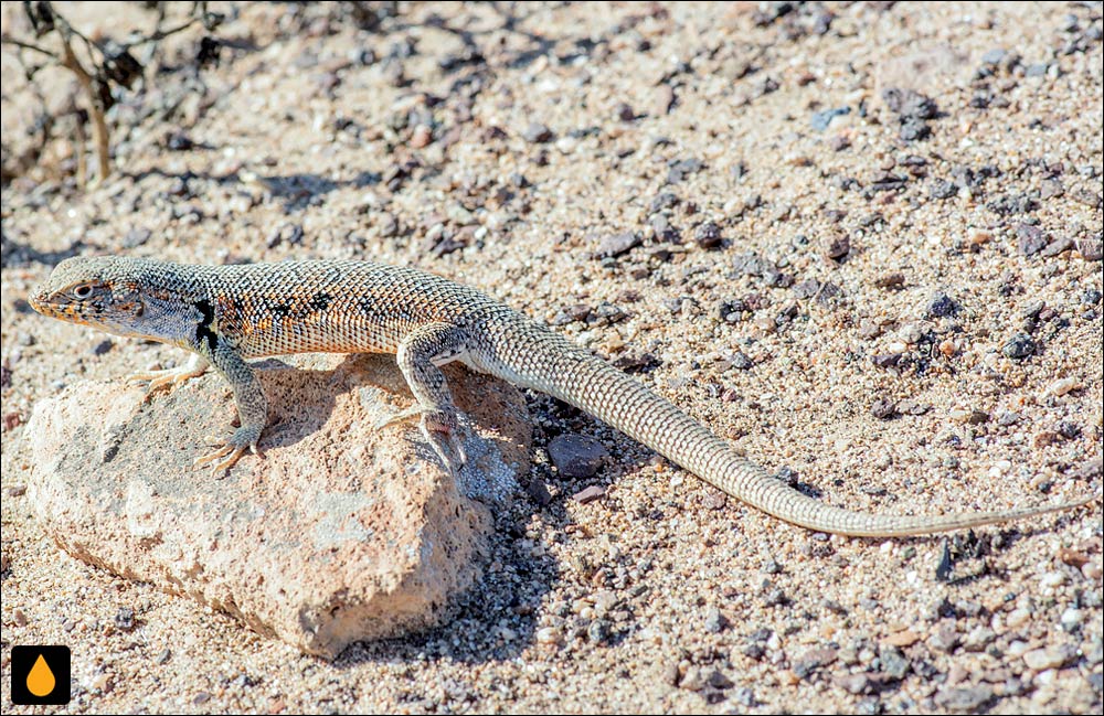مارمولک هموارگلوی خال‌سیاه