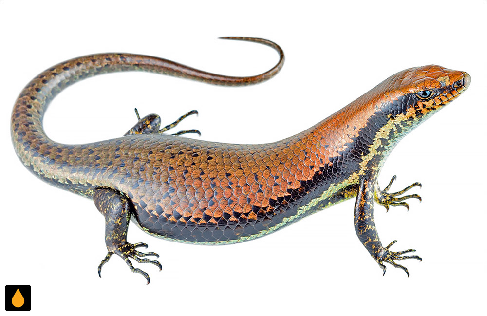 سقنقور خالسیاه