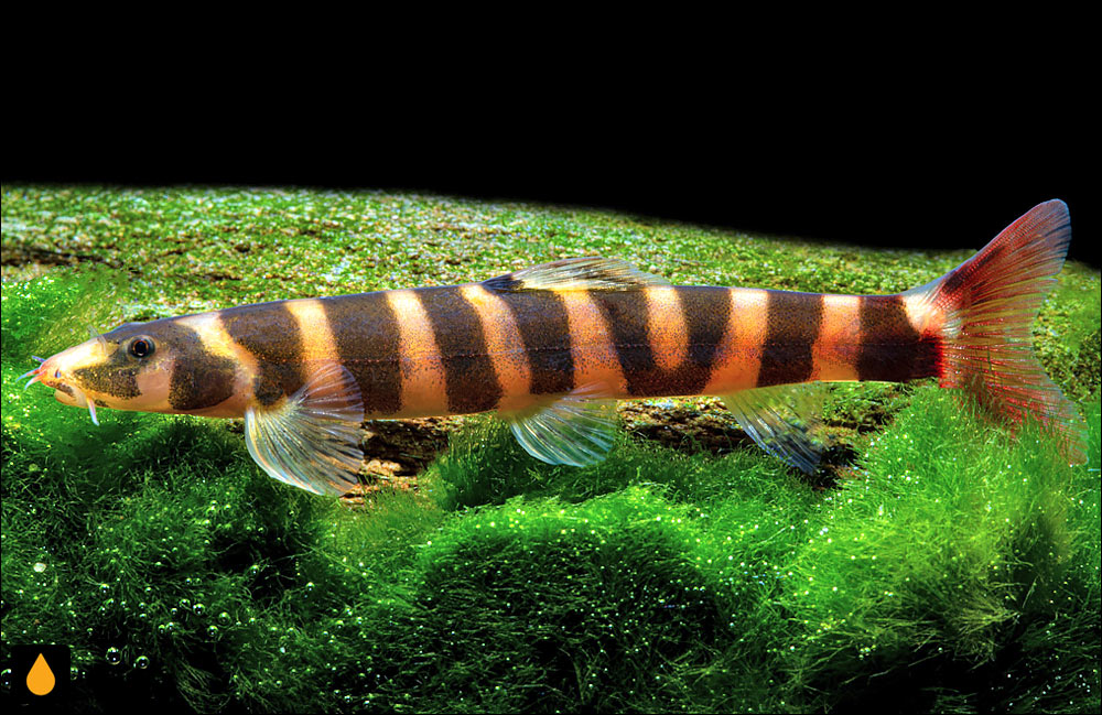 Kapuasia falaris
