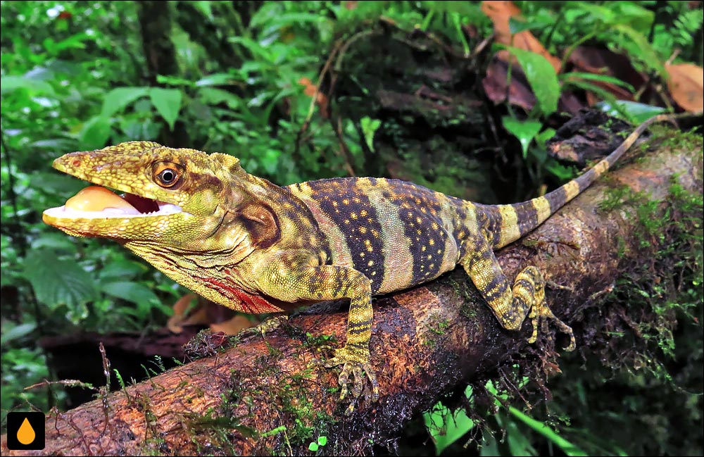 آنول پیراسته