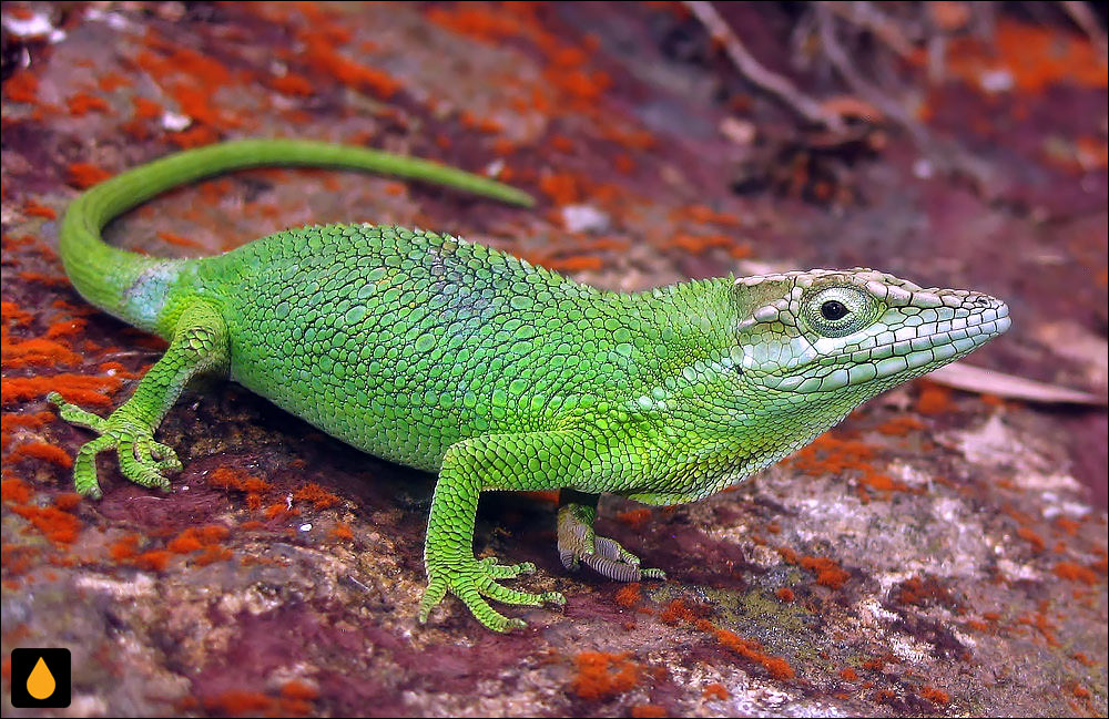 آنول آندی تخت