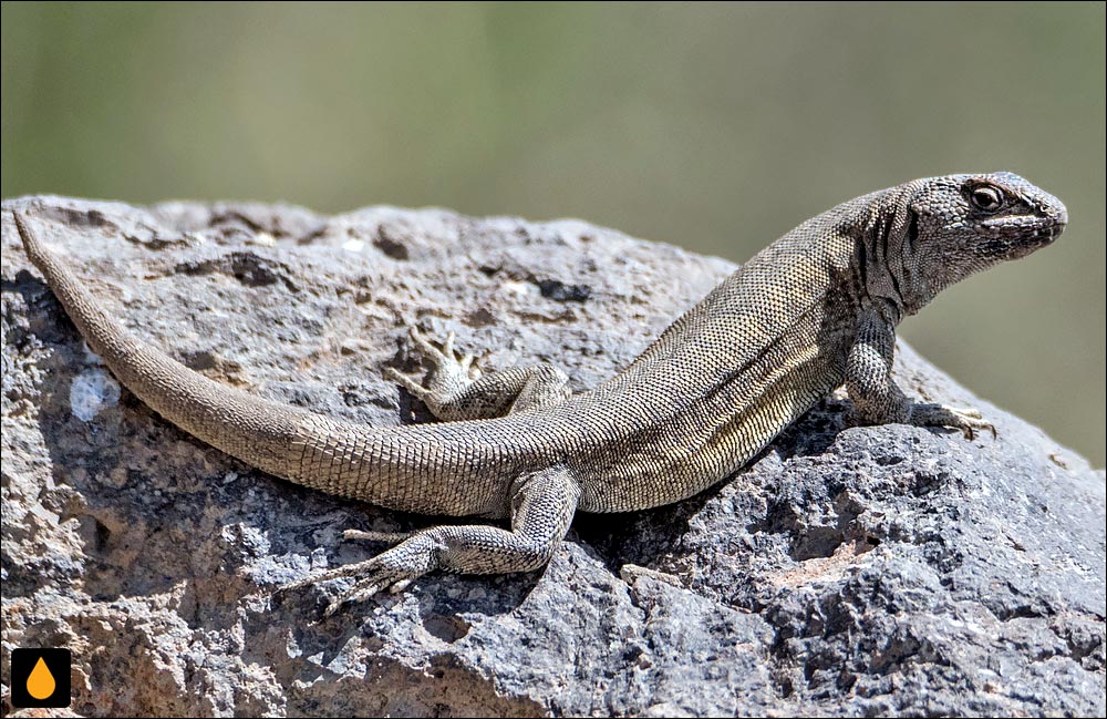 ایگوآنای درختی برگر (مارمولک هموارگلوی پلانچون یا پلانشون)