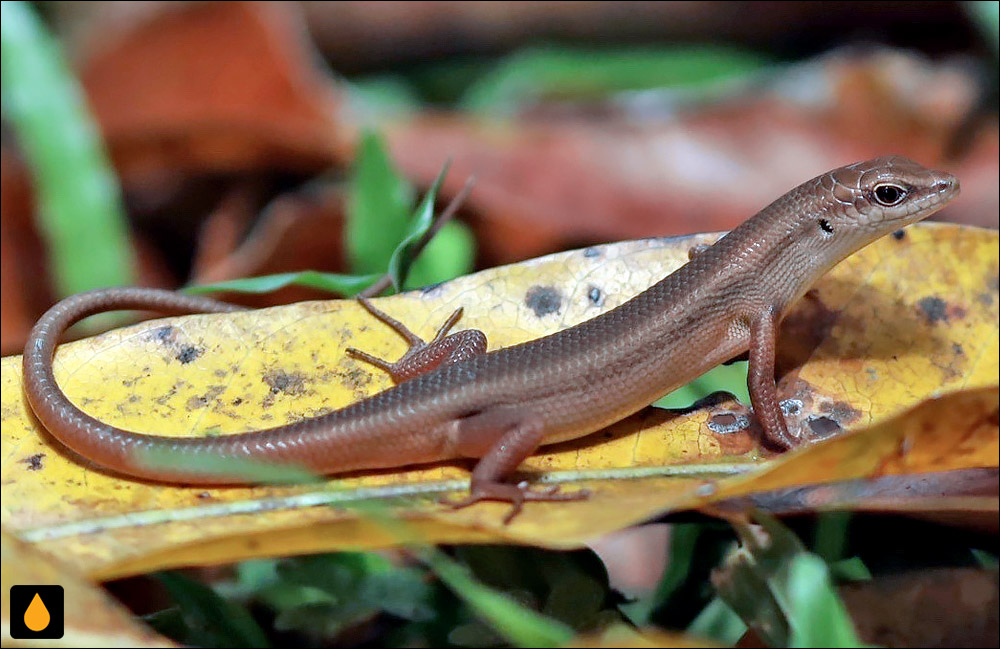 سقنقور رنگینکمانی جزیره