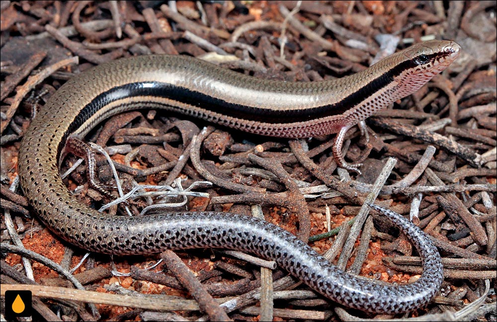 لغزنده‌ی خاک‌پوش نواررنگ‌پریده