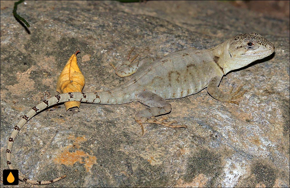 آنول آلوارو