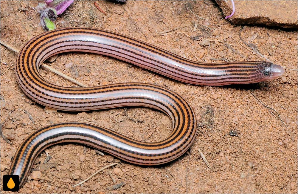 سقنقور بی‌پای کرگو