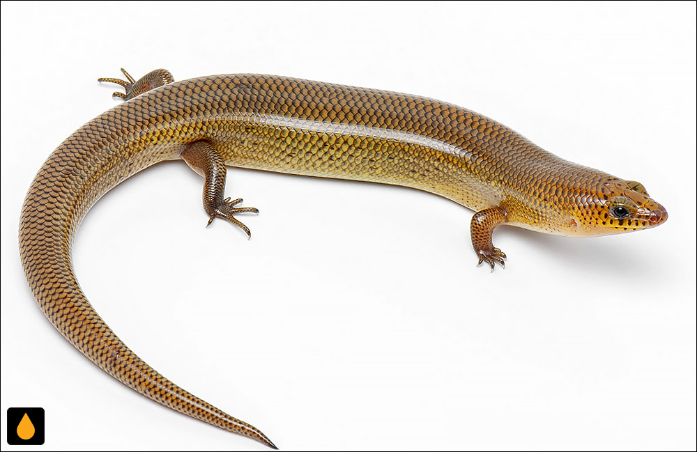 سقنقور خمشپذیر کورات