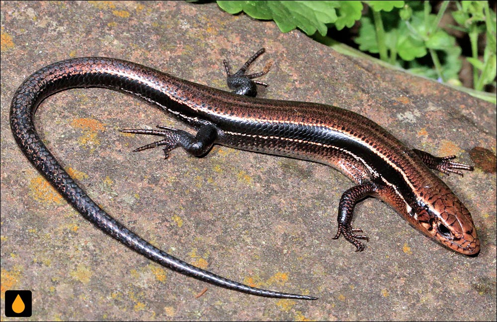 سقنقور زغال‌سنگ