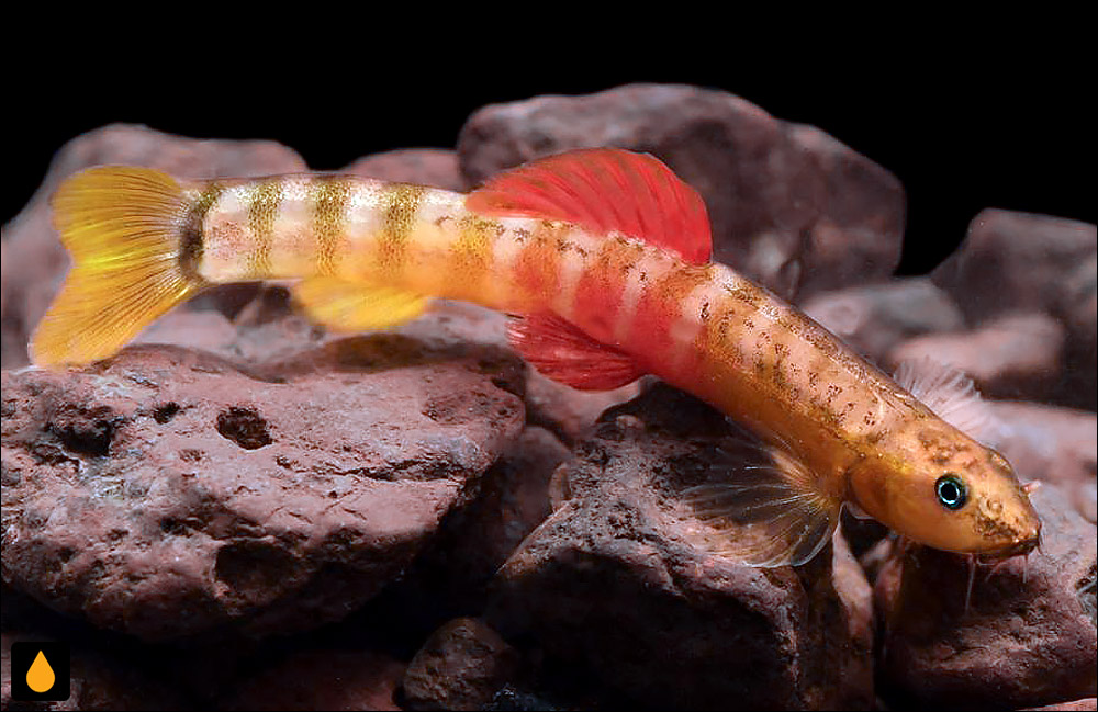 Schistura hiranyakeshi