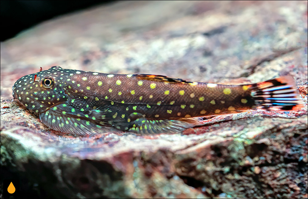 Gastromyzon ctenocephalus