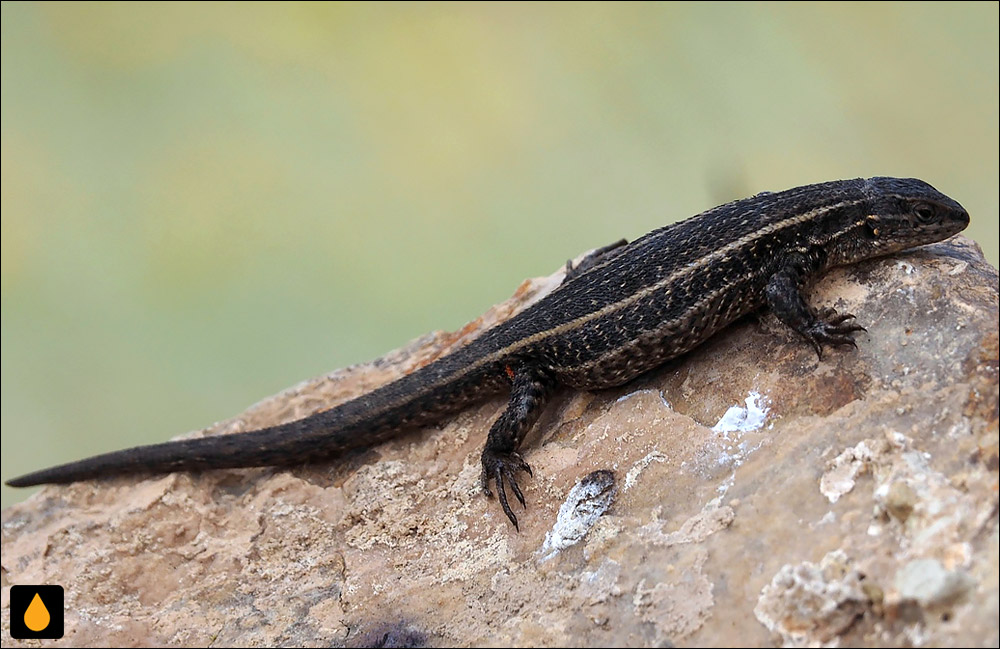 ایگوآنای درختی واکر