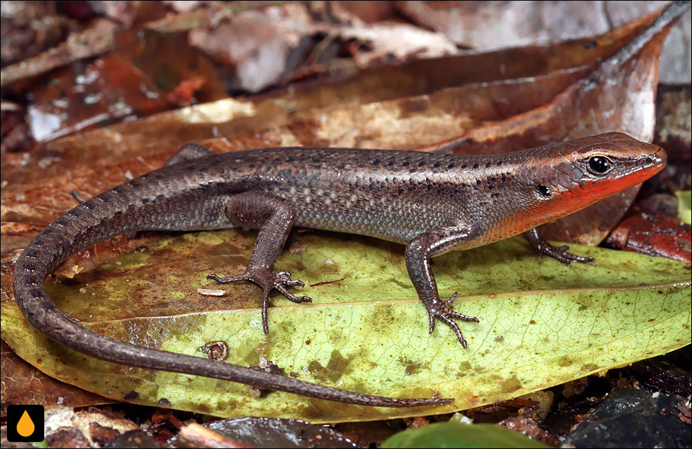 سقنقور رنگینکمانی گلوسرخ شمالی