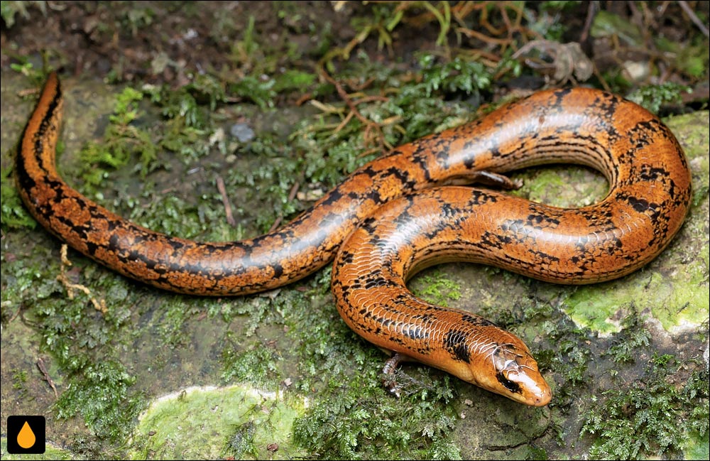 سقنقور دندان‌ماری سه‌انگشت