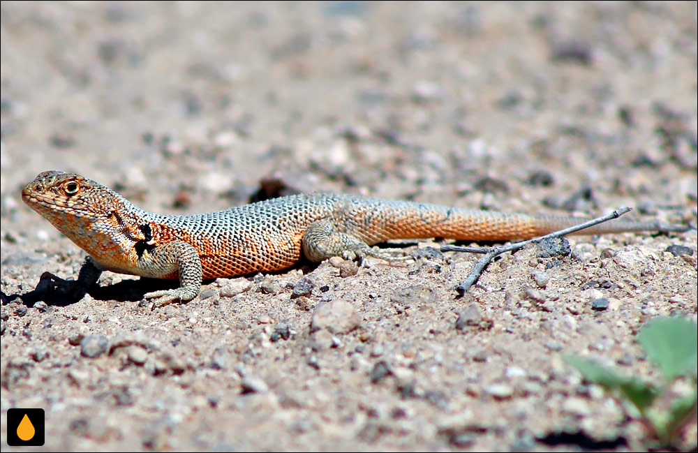 ایگوآنای درختی آتاکاما (مارمولک هموارگلوی آتاکامای معمولی)
