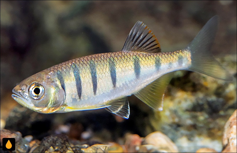 Opsarius pulchellus