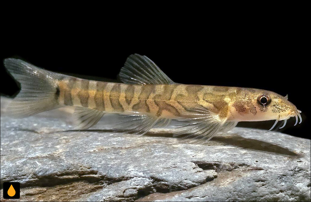 Mesonoemacheilus tambaraparniensis