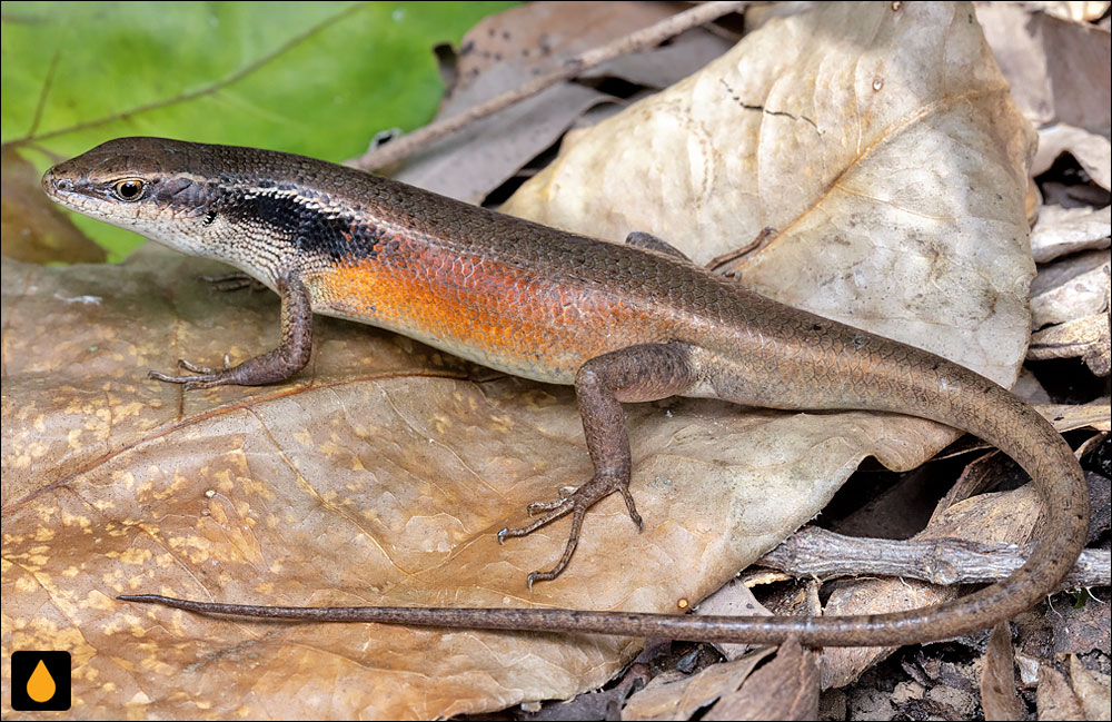سقنقور رنگینکمانی لاشبرگبسته