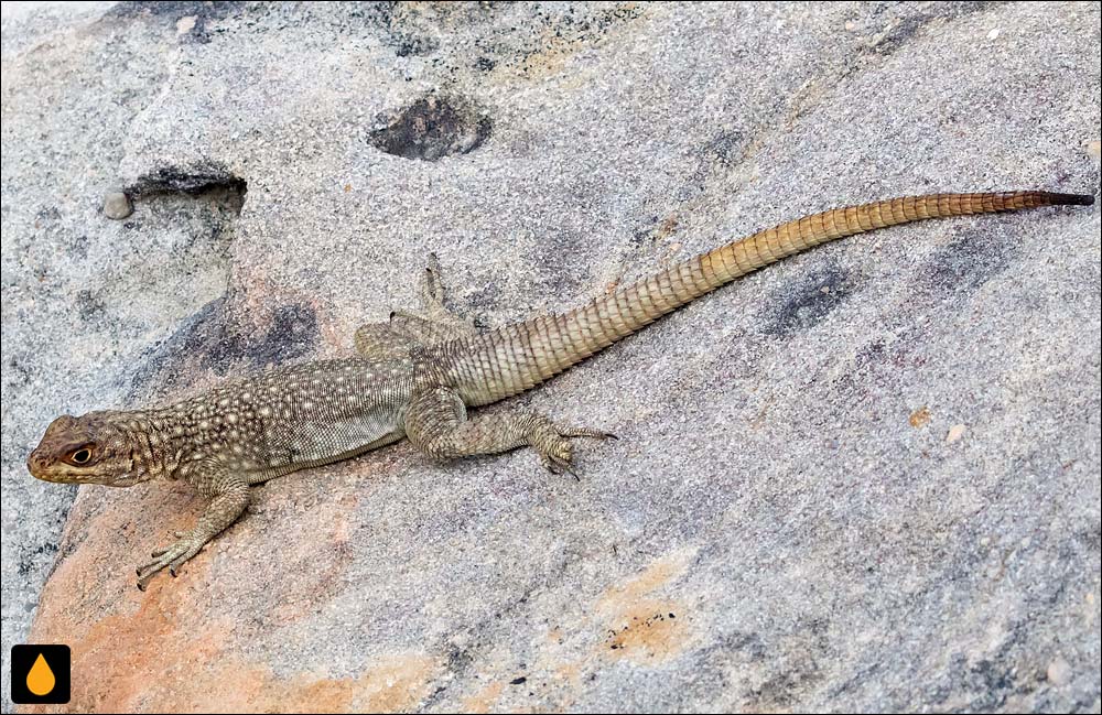 تیزپای ماداگاسکاری دومر (ایگوآنای خاردم خال‌دار ماداگاسکاری)