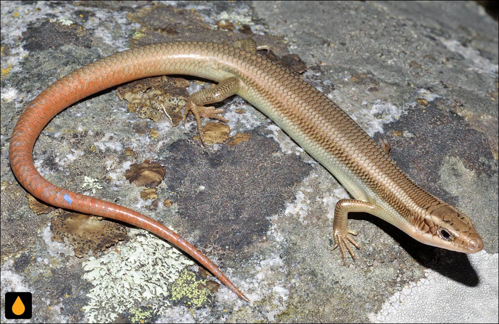 سقنقور گیلبرت