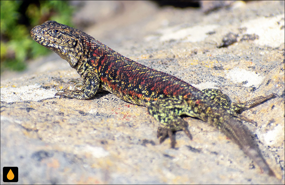 مارمولک هموارگلوی آسترل