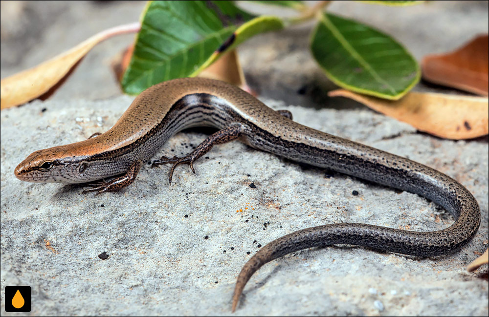 سقنقور قهوه‌ای لیتل