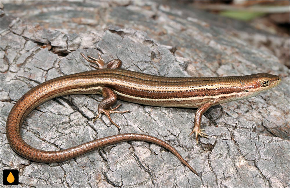 سقنقور چمنی درخشان