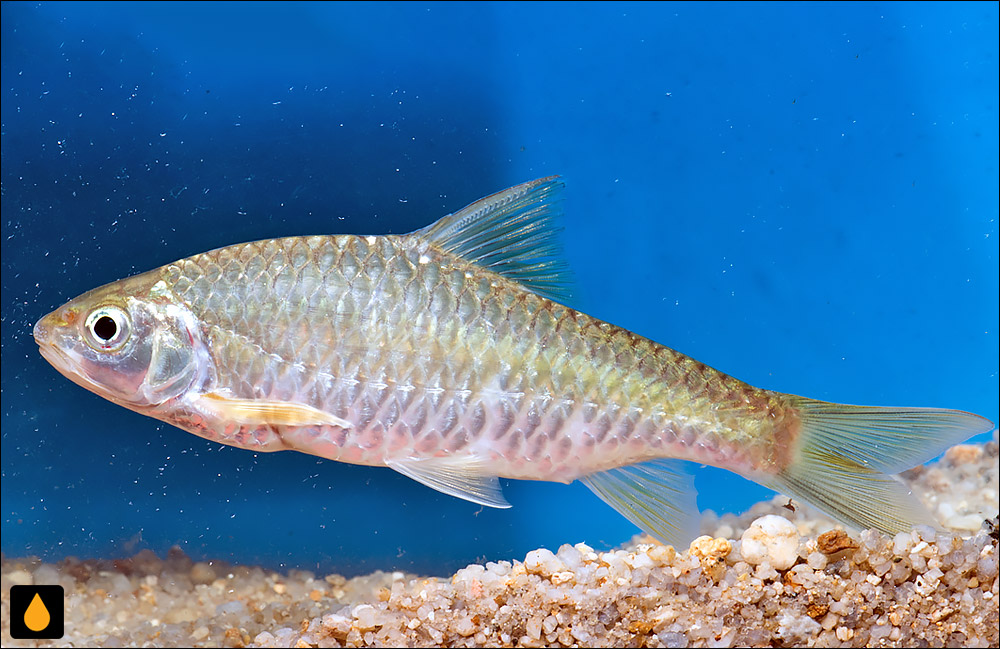 Poropuntius normani