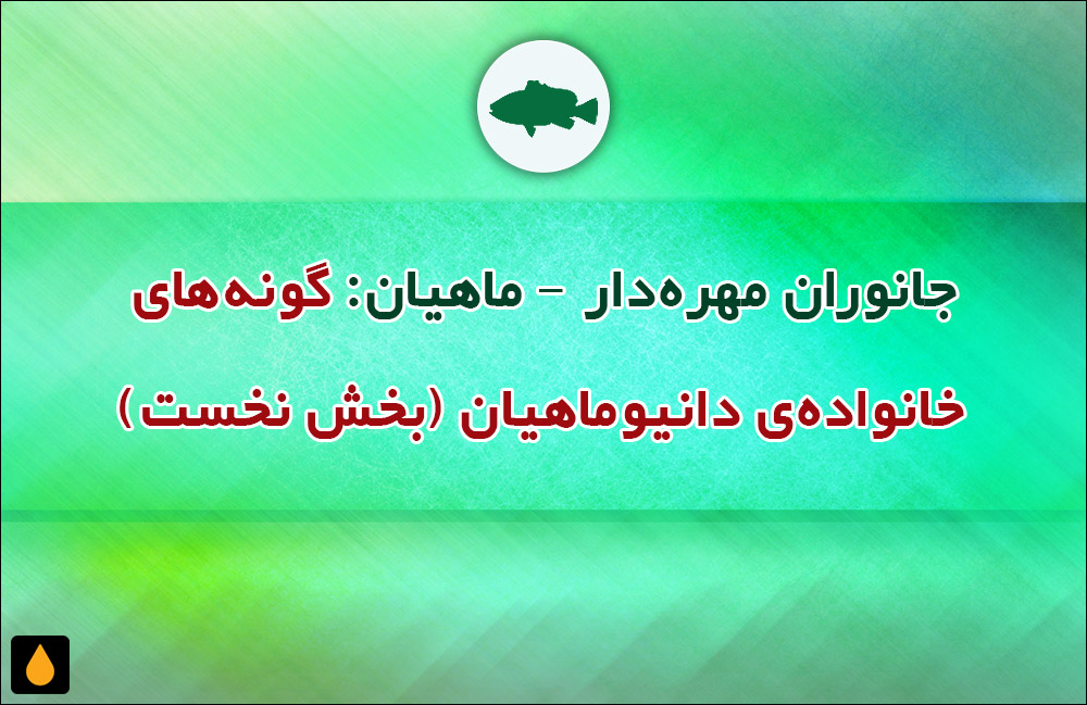 جانوران مهره‌دار - ماهیان: گونه‌های خانواده‌ی دانیوماهیان (بخش نخست)