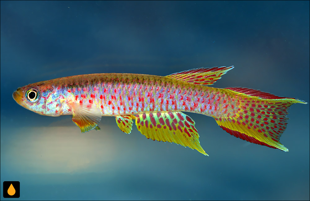 Aphyosemion chauchei