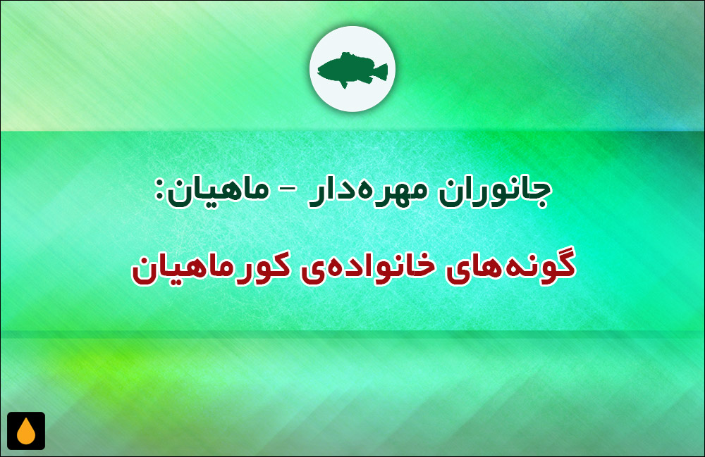 جانوران مهره‌دار - ماهیان: گونه‌های خانواده‌ی کورماهیان